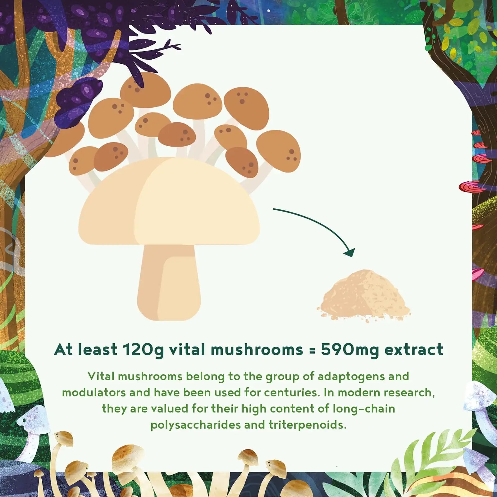 A+ One - Functional Mushrooms