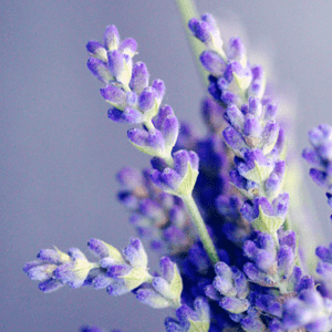 <p>Lavender