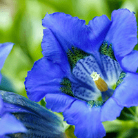 <p>Gentian