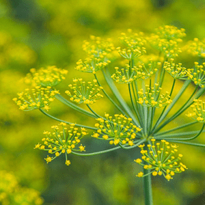 <p>Fennel