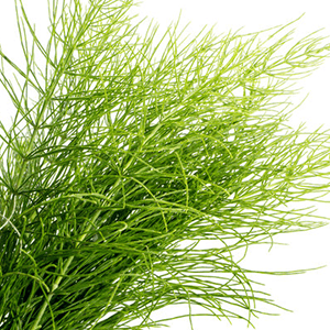 <p>Field horsetail