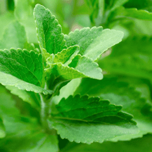 <p>Steviol glycosides from stevia