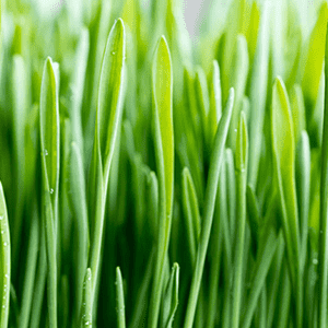 <p>Wheatgrass