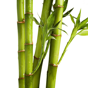 <p>Bamboo Extract