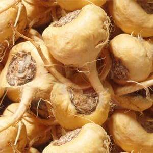 <p>Maca Root