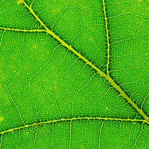 <p>Chlorophyll