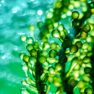 <p>Omega 3 fatty acids from algae