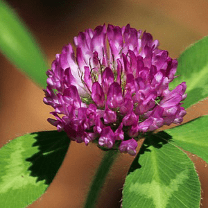 <p>Red clover