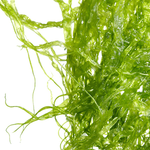 Algae oil from fresh and saltwater algae