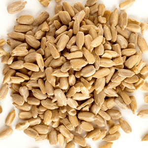 <p>Sprouted sunflower seeds