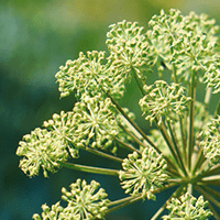 <p>Angelica root