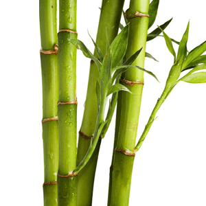 <p>Bamboo extract