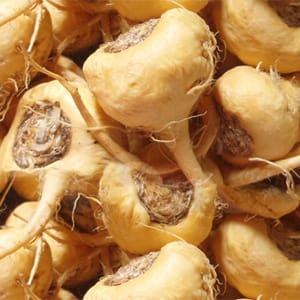 <p>Maca root