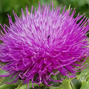 <p>Milk thistle extract