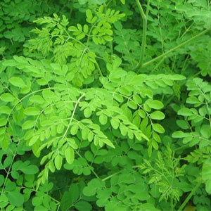 <p>Moringa Oleifera