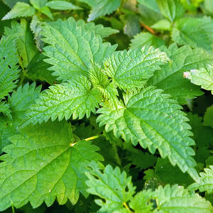 <p>Stinging nettle