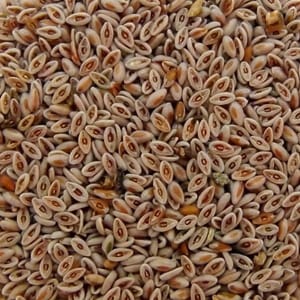 <p>Indian psyllium seed husk