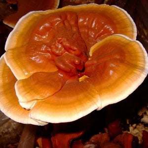 <p>Reishi