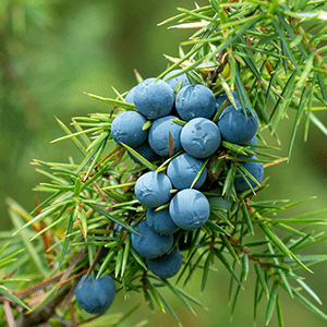 <p>Juniper berries