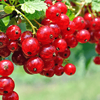 <p>Natural redcurrant flavour