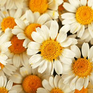 <p>Camomile