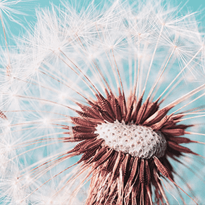 <p>Dandelion