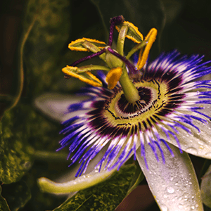 <p>Passion flower