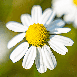 <p>Chamomile