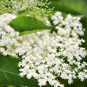 <p>Elderflower