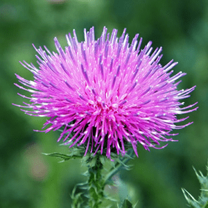 <p>Milk thistle