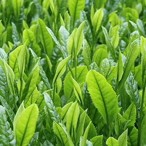 <p>Green Tea